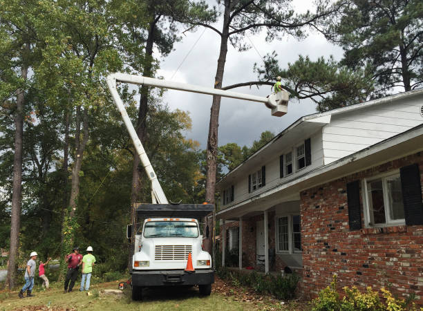 Best Residential Tree Removal  in Goodland, KS